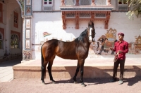 Picture of marwari mare with handler at Rohet Garh, India