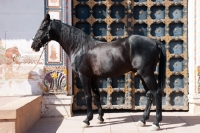 Picture of marwari stallion side view