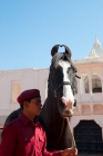 Picture of Marwari stallion with handler at Rohet Garh, India