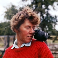 Picture of mary holmes animal trainer with jackdaw pecking off her nose