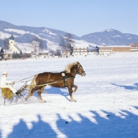 Picture of mary, noric horse in trotting race in kitzbuhel, austria