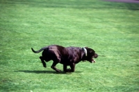 Picture of mascot of the staffordshire regiment 