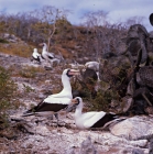 Picture of masked boobies at daphne island crater rim, galapagos islands