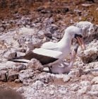 Picture of masked booby and chick requesting a feed on nest on daphne island, galapagos islands