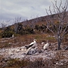 Picture of masked booby and large chick at daphne island crater rim, galapagos islands