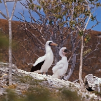Picture of masked booby and large chick looking out on daphne island crater rim, galapagos islands