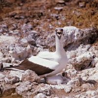 Picture of masked booby defending chick on daphne island crater rim, galapagos islands