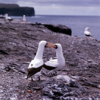 Picture of masked booby looking into beak of another, galapagos islands