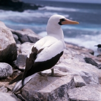 Picture of masked booby looking out to sea on hood island, galapagos islands