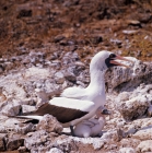 Picture of masked booby mother protecting chick, daphne island, galapagos islands