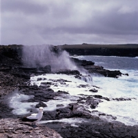 Picture of masked booby on hood island galapagos with blow hole in background