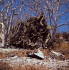 Picture of masked booby on nest near cactus, daphne island crater rim, galapagos islands