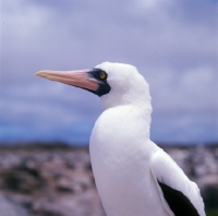 Picture of masked booby portrait, hood island, galapagos islands
