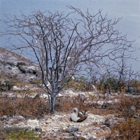 Picture of masked booby underneath tree on nest at daphne island crater rim, galapagos islands