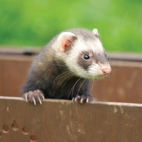 Picture of masked Ferret