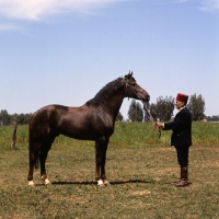 Picture of Masshi,  Barb stallion with Moroccan handler