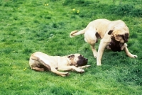 Picture of mastiff adult dog and puppy playing