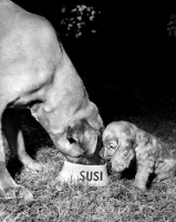 Picture of Mastiff and Cocker Spaniel puppy sharing food