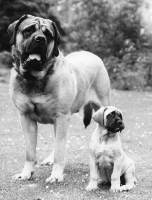 Picture of Mastiff and puppy from Withybush Kennels.