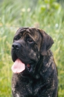 Picture of mastiff frowning