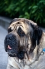 Picture of mastiff head portrait