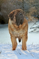 Picture of Mastiff in snow