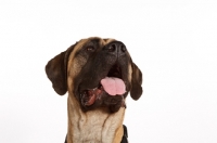 Picture of Mastiff looking up