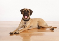 Picture of Mastiff lying on floor