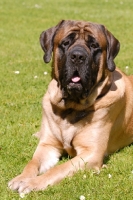 Picture of Mastiff on grass