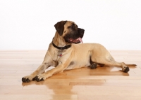 Picture of Mastiff on wooden floor