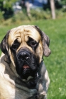 Picture of Mastiff portrait, outdoos