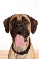 Picture of Mastiff portrait