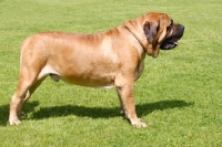 Picture of Mastiff posed