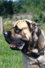 Picture of mastiff profile