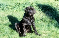 Picture of mastiff puppy siting