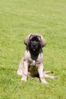 Picture of Mastiff puppy