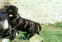 Picture of mastiff puppy