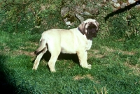 Picture of mastiff puppy