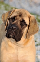 Picture of Mastiff puppy