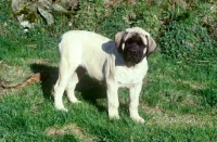 Picture of mastiff puppy