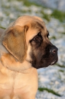 Picture of Mastiff puppy