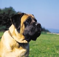 Picture of mastiff, shoulders up