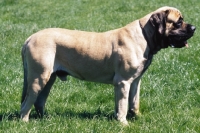 Picture of mastiff side view