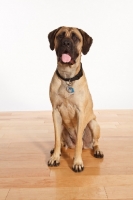 Picture of Mastiff sitting on wooden floor