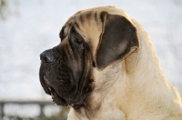 Picture of Mastiff