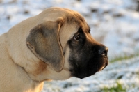 Picture of Mastiff