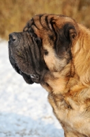 Picture of Mastiff