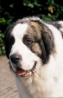 Picture of Mastin de los Pirineos (pyrenean mastiff)