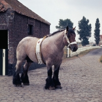 Picture of Matador van Thof van Nieuwen, Belgian heavy horse stallion in yard in belgium