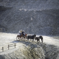 Picture of mats allvik (sweden) at quarry zug 1981, swedish horses
